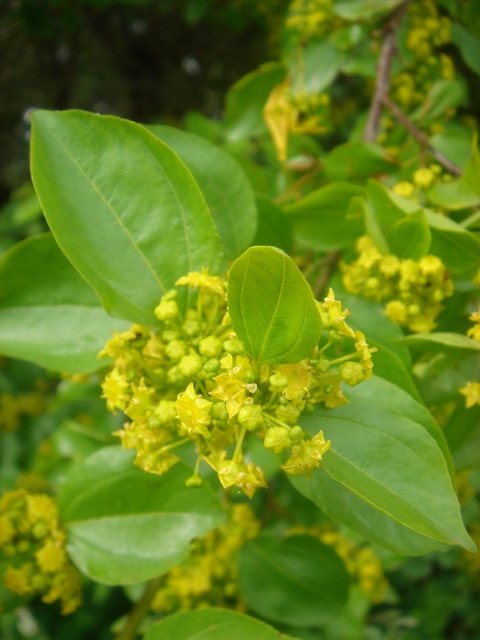 Paliurus spina-christi fleur P1D